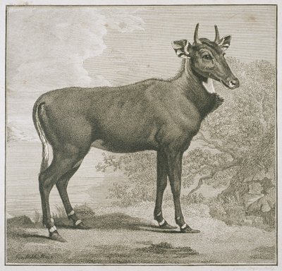 Piatto del Nyl-ghan, inciso da James Basire (1730-1802) da George Stubbs